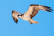 Sea of Cortez  Osprey : Osprey
