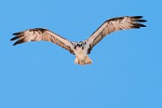 Sea of Cortez  Osprey : Osprey