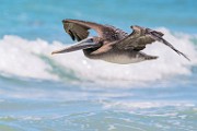 Sea of Cortez  Brown Pelican : Brown Pelican