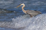 Sea of Cortez  Great Blue Heron : Great Blue Heron