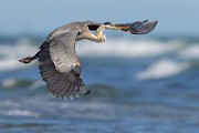 Sea of Cortez  Great Blue Heron : Great Blue Heron