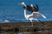 Great Egret  Great Egret : Great Egret