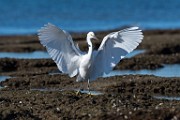 Snowy Egret  Snowy Egret : Snowy Egret