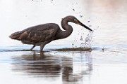 Reddish Egret  Reddish Egret : Reddish Egret