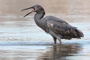 Reddish Egret  Reddish Egret : Reddish Egret