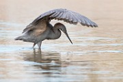Reddish Egret  Reddish Egret : Reddish Egret