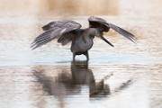 Reddish Egret  Reddish Egret : Reddish Egret
