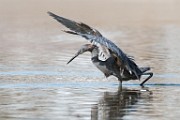 Reddish Egret  Reddish Egret : Reddish Egret