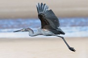 Reddish Egret  Reddish Egret : Reddish Egret