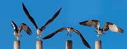Osprey  Osprey : Osprey
