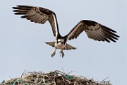 Osprey  Osprey : Osprey