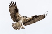Osprey  Osprey : Osprey