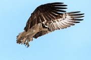 Osprey  Osprey : Osprey