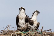Osprey  Osprey : Osprey
