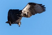 Osprey  Osprey : Osprey