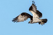 Osprey  Osprey : Osprey
