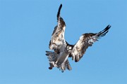 Osprey  Osprey : Osprey