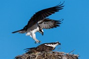Osprey  Osprey : Osprey