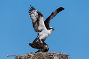 Osprey  Osprey : Osprey