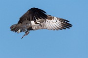 Osprey  Osprey : Osprey