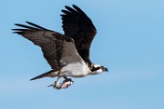 Osprey  Osprey : Osprey