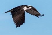 Osprey  Osprey : Osprey