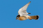 American Kestrel  American Kestrel : American Kestrel