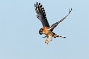 American Kestrel  American Kestrel : American Kestrel