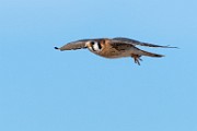 American Kestrel  American Kestrel : American Kestrel