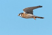 American Kestrel  American Kestrel : American Kestrel