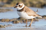 Wilson's Plover  Wilson's Plover : Wilson's Plover