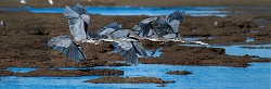 Sea of Cortez 05  Great Blue Heron