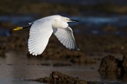 Sea of Cortez 11  Snowy Egret