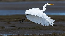 Sea of Cortez 16  Great Egret