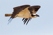 Sea of Cortez 19  Osprey