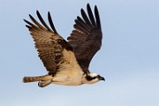 Sea of Cortez 20  Osprey