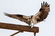 Sea of Cortez 21  Osprey