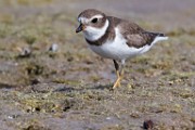 Sea of Cortez 23  Semipalmated Plover