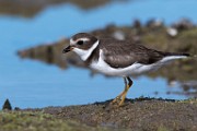 Sea of Cortez 26  Semipalmated Plover