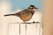 Sea of Cortez 27  Cactus Wren
