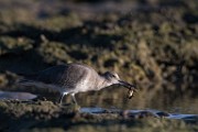 Sea of Cortez 30  Willet