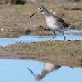 Sea of Cortez 31  Willet