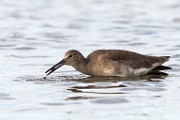 Sea of Cortez Birds - Wilet : Long-billed Curlew