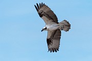 Sea of Cortez Birds -  Osprey : Long-billed Curlew