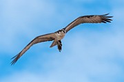 Sea of Cortez Birds -  Osprey : Long-billed Curlew