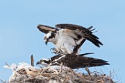 Sea of Cortez Birds -  Osprey : Long-billed Curlew