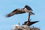 Sea of Cortez Birds -  Osprey : Long-billed Curlew