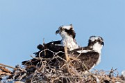 Sea of Cortez Birds -  Osprey : Long-billed Curlew