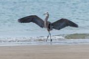 Sea of Cortez Birds - Great Blue Heron : Long-billed Curlew