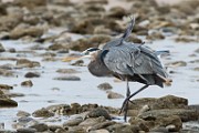 Sea of Cortez Birds - Great Blue Heron : Long-billed Curlew